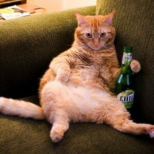 beer-cat_drunk_animals_drinking_beer_dogs_cats-1