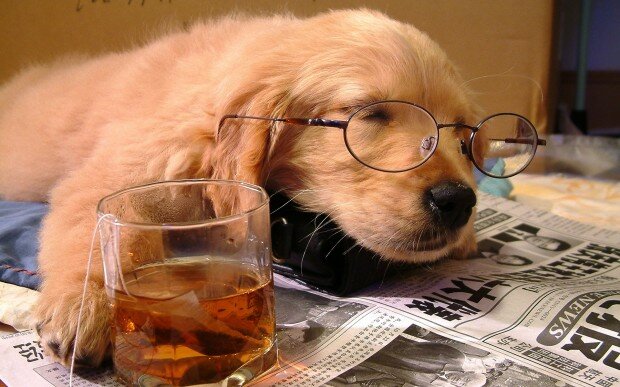 tired-dog-wallpaper-free-picture