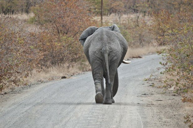 kruger_butts_post-1